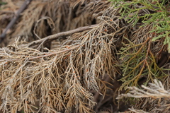 Pithya cupressina