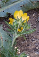 Potentilla adscharica