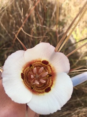 Calochortus vestae