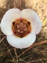 Calochortus vestae