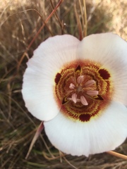 Calochortus vestae