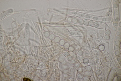 Pithya cupressina