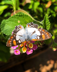 Ariconias glaphyra