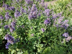 Nepeta grandiflora