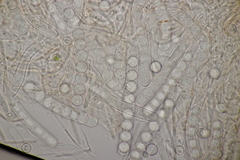 Pithya cupressina