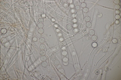 Pithya cupressina