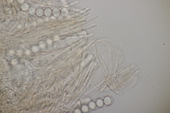 Pithya cupressina