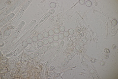 Pithya cupressina