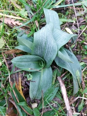 Ophrys apifera
