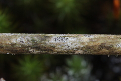 Monascostroma innumerosum