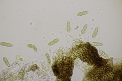 Monascostroma innumerosum