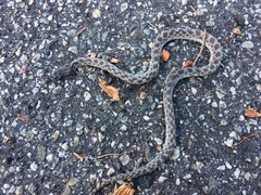 Hypsiglena ochrorhynchus