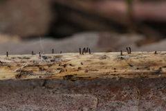 Acrospermum compressum