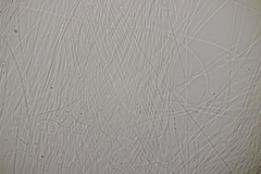 Acrospermum compressum