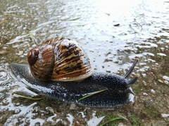 Cornu aspersum