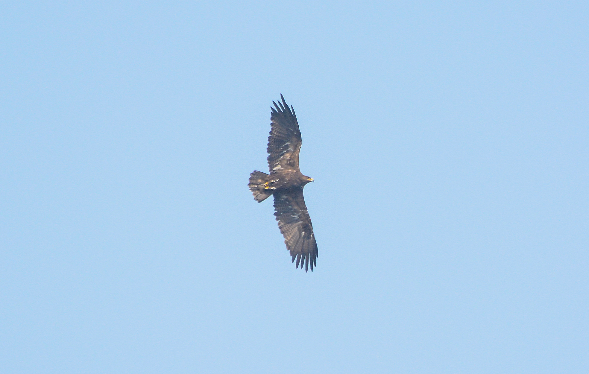 Steppe Eagle