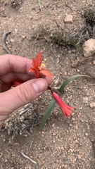 Zephyranthes graciliflora