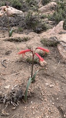 Zephyranthes graciliflora