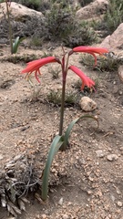 Zephyranthes graciliflora