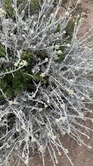 Senecio filaginoides