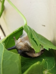 Cornu aspersum