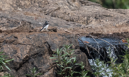 African Pied Wagtail