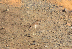 Burhinus indicus