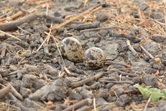 Burhinus indicus