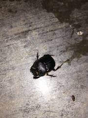 Coprophanaeus corythus