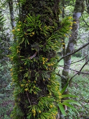 Acianthera sonderiana
