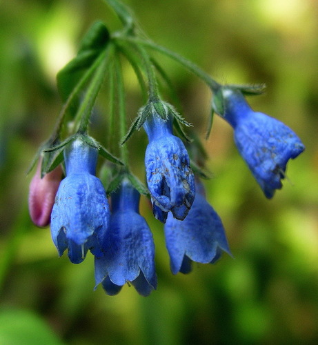Tall Bluebell