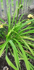 Hemerocallis lilioasphodelus