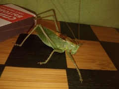 Tettigonia cantans