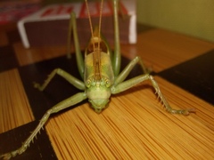 Tettigonia cantans