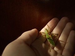 Tettigonia cantans