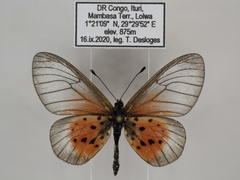Acraea orestia