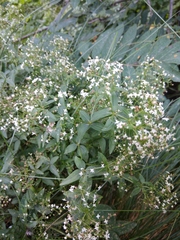Galium valantioides