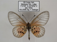 Acraea orestia