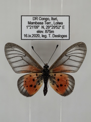 Acraea orestia