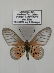 Acraea orestia