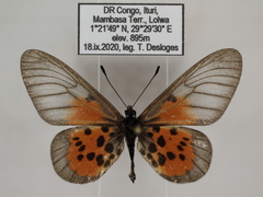Acraea iturina