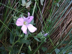 Linum hypericifolium