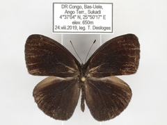 Bicyclus smithi smithi