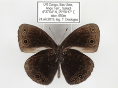 Bicyclus smithi smithi