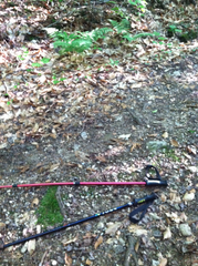 Dryopteris intermedia