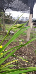 Hemerocallis lilioasphodelus