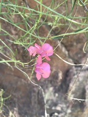 Diascia integerrima
