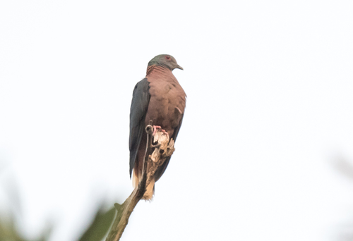 Western Bronze-naped Pigeon