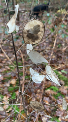 Lunaria annua
