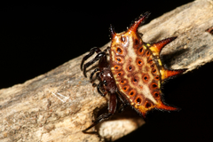 Gasteracantha curvispina